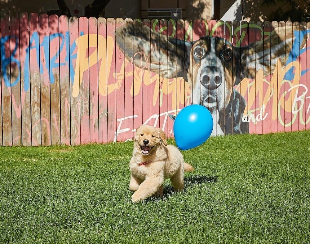 Sono Pet Clubs & Resorts VivaldiPark