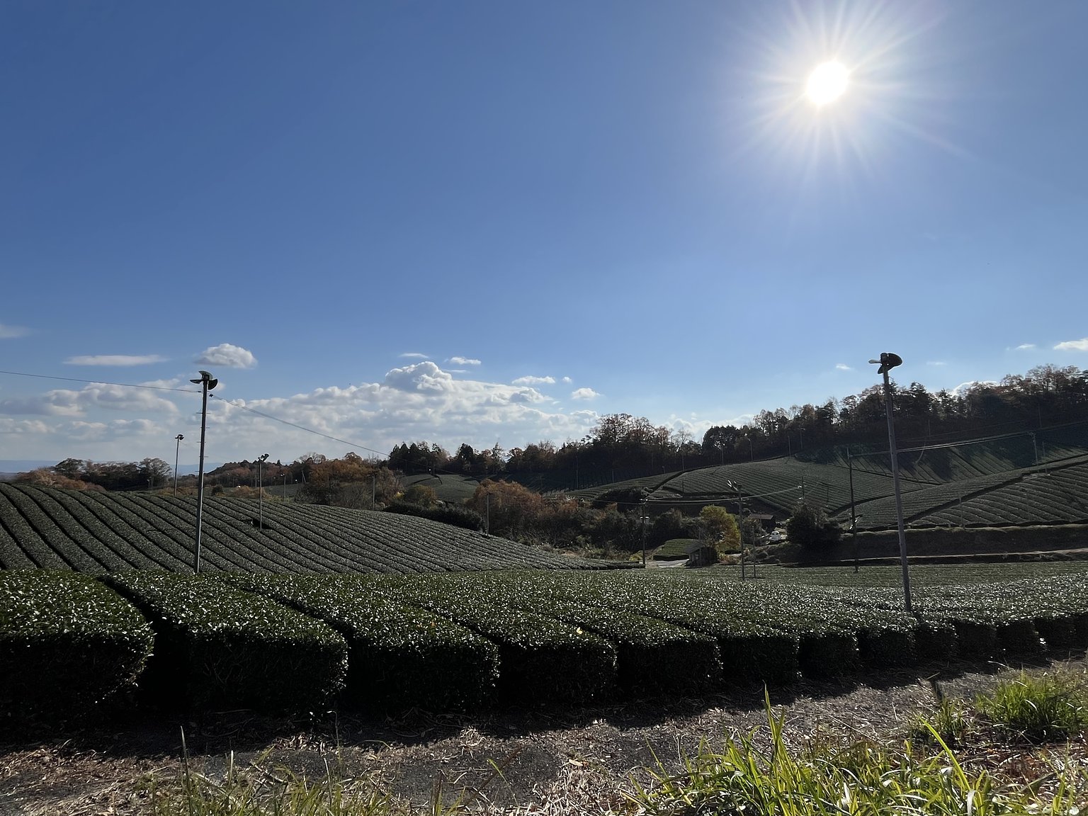 Discovering the Charm of the Region through Tea and People in Minamiyamashiro Village, Kyoto