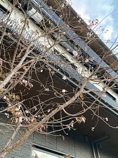 Three Generations of Momiji Trip