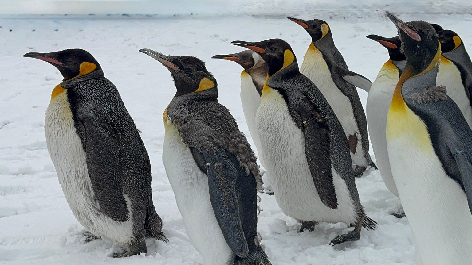 【動物園・桑拿・美食】全方位享受的旅行據點！充實到時間都不夠的旅程