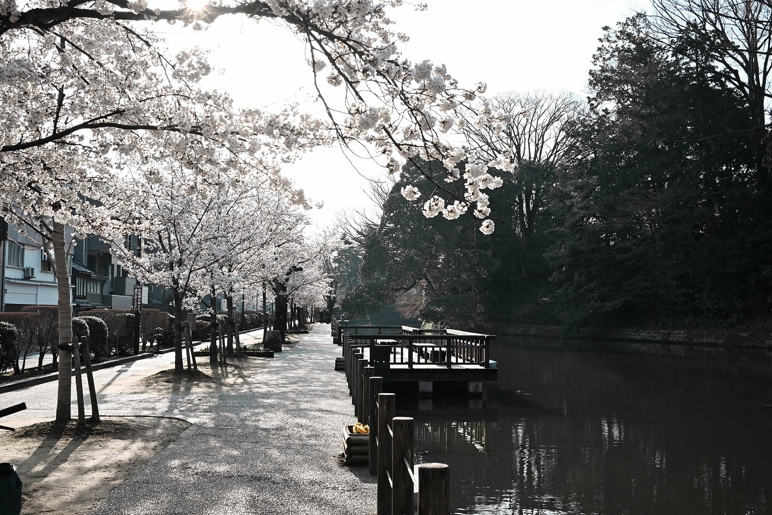 春天的金澤觀光最佳解🌸