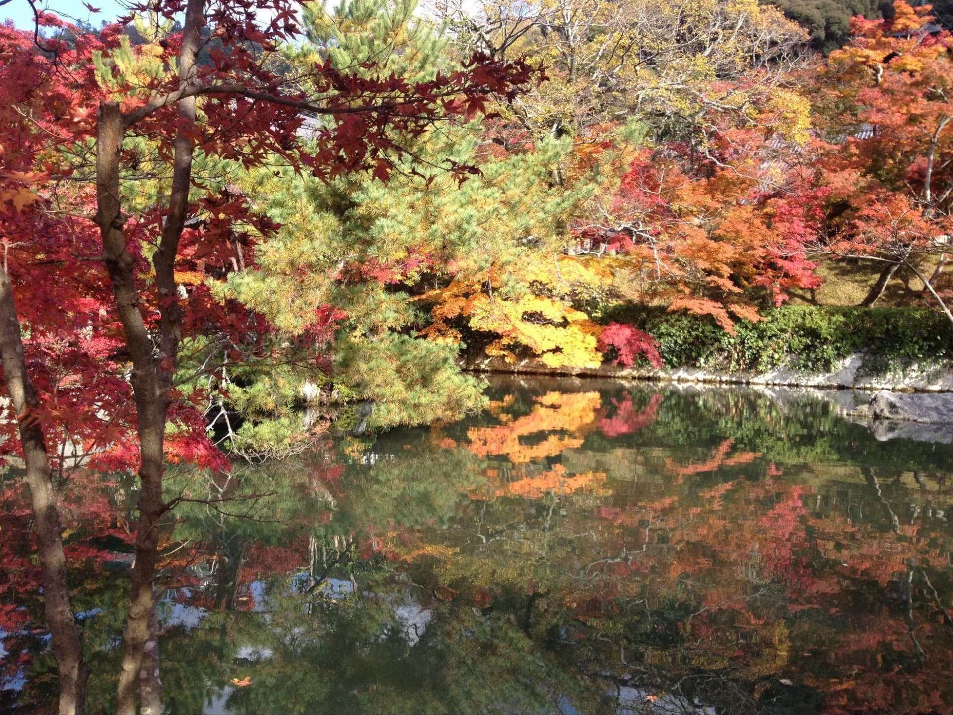 Fall Foliage Prediction Map -#Autumn Trip with HafH is the best choice for deciding your destination by Autumn foliage🍁