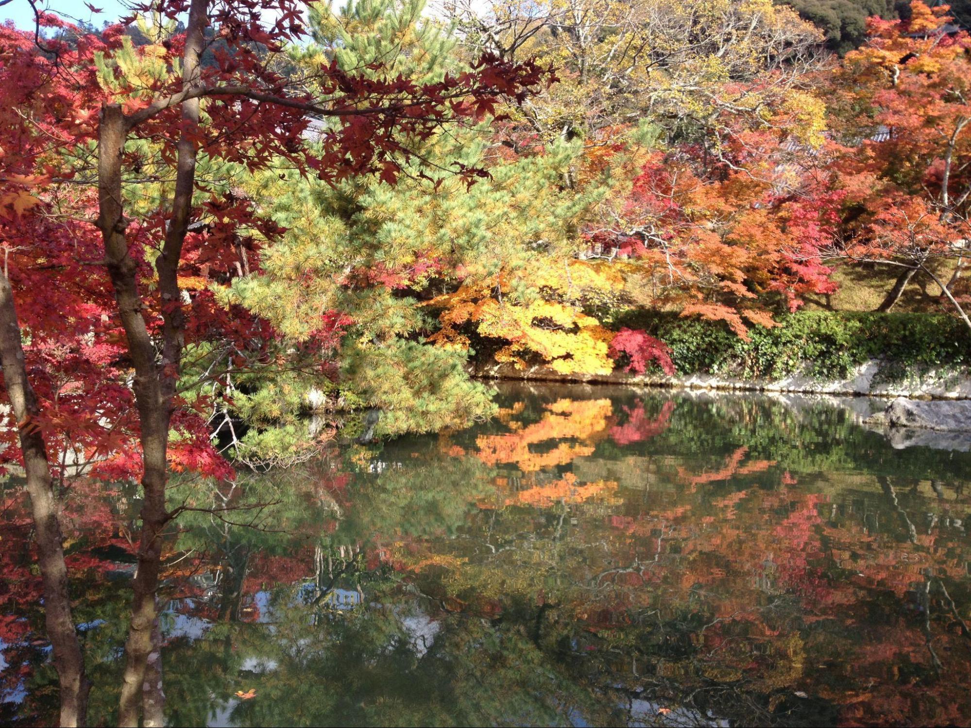 Fall Foliage Prediction Map -#Autumn Trip with HafH is the best choice for deciding your destination by Autumn foliage🍁